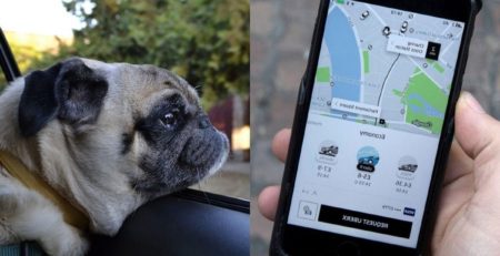 uber pour les animaux (uber pet)