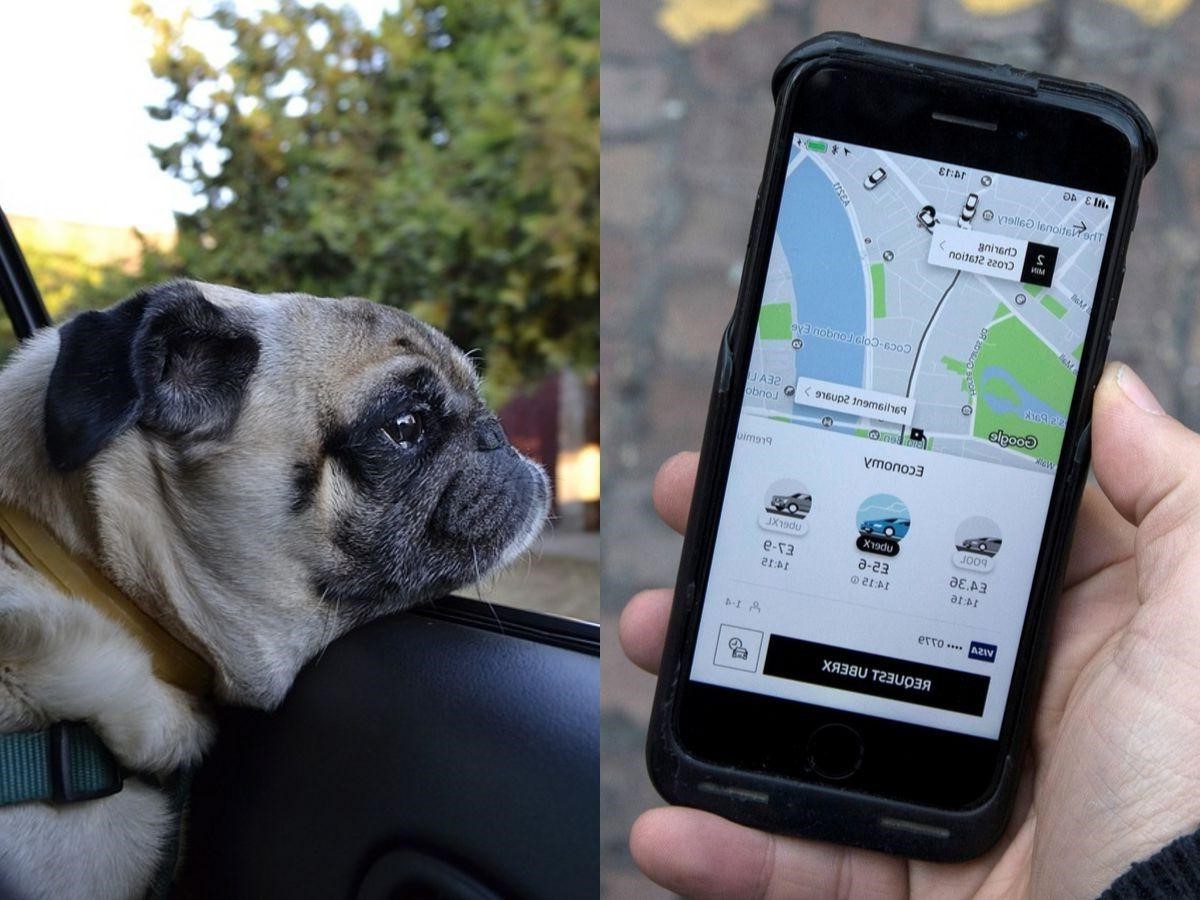 uber pour les animaux (uber pet)